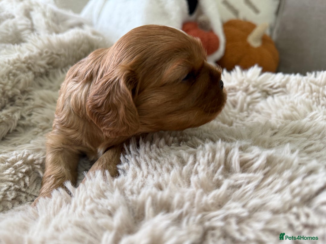 Cavalier King Charles Spaniel dogs for sale: Cavalier King Charles  - Image 17