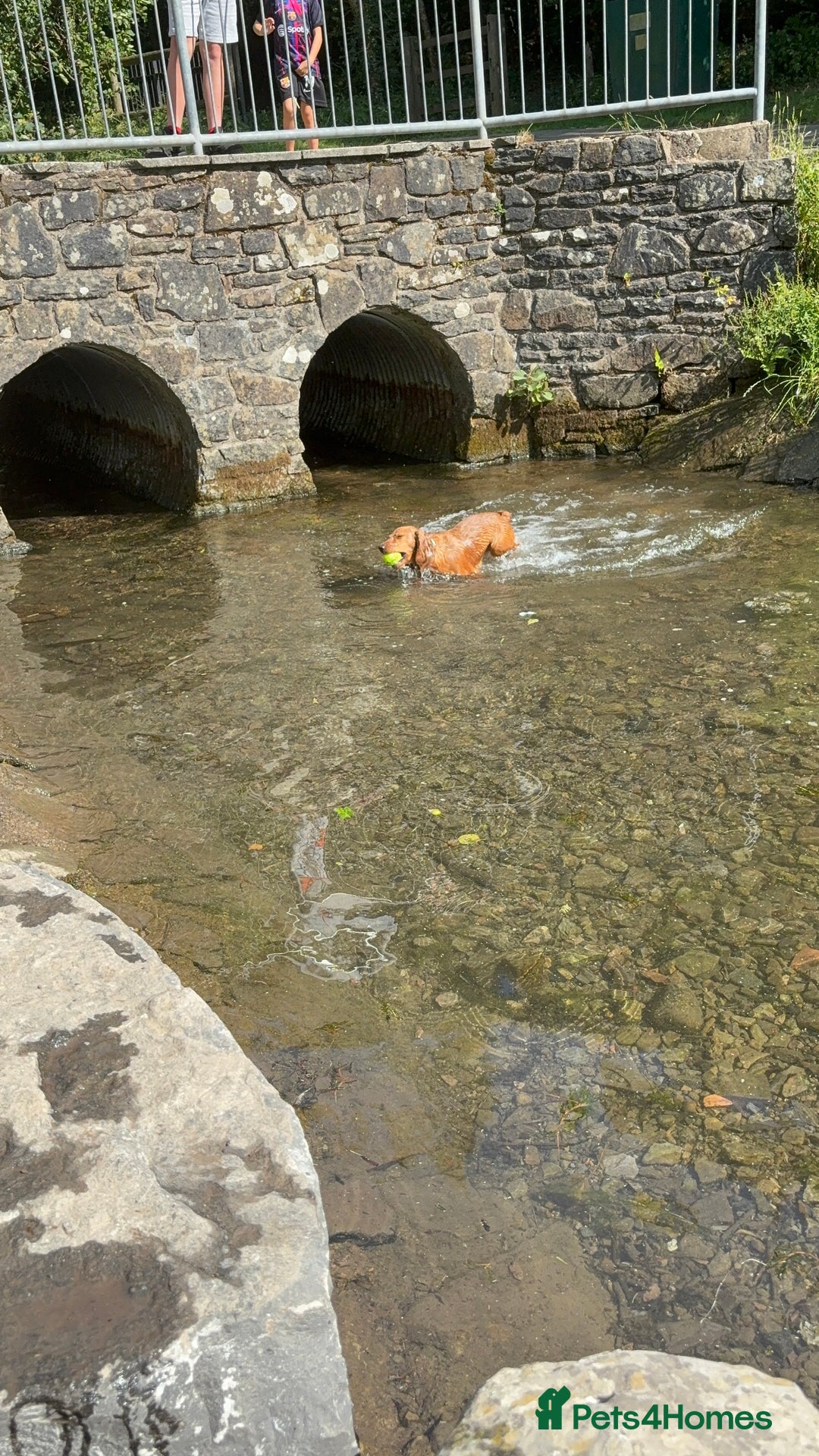Cocker Spaniel dogs for sale: Cocker spaninel  - Advert 7