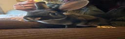 Rex rabbits for sale: Black Otter Mini Rex Bunnies  - Advert 3