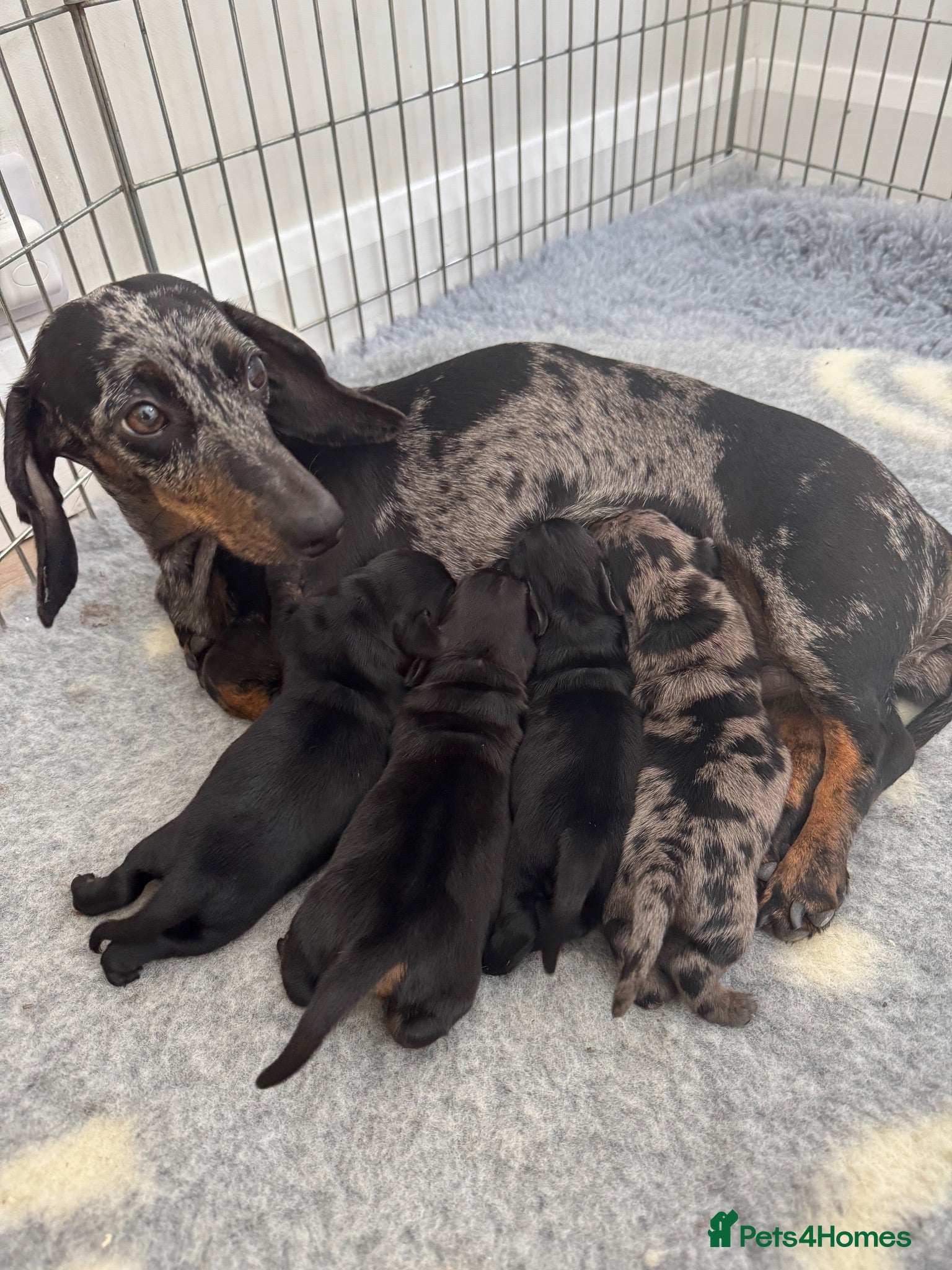 Miniature Dachshund dogs KC Miniature dachshunds (smooth haired) - Advert 1