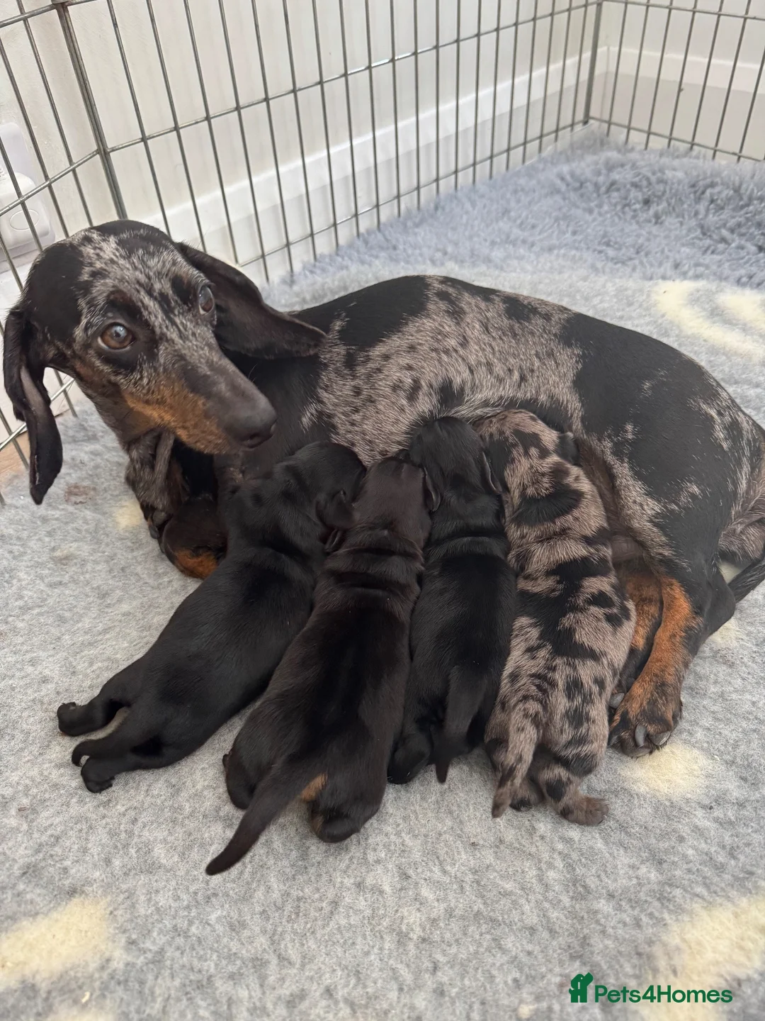 Miniature Dachshund dogs for sale: KC Miniature dachshunds (smooth haired) - Advert 1