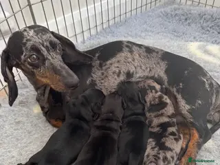 Miniature Dachshund dogs KC Miniature dachshunds (smooth haired) - Advert 3