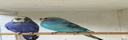 Budgerigars birds for sale: Beautiful 🤩 pair of budgies  - Advert 8
