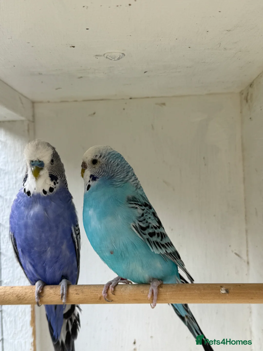 Budgerigars birds for sale: Beautiful 🤩 pair of budgies  - Advert 8