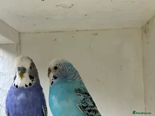 Budgerigars birds Beautiful 🤩 budgies pair of split bf - Advert 1