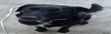 Borador 1