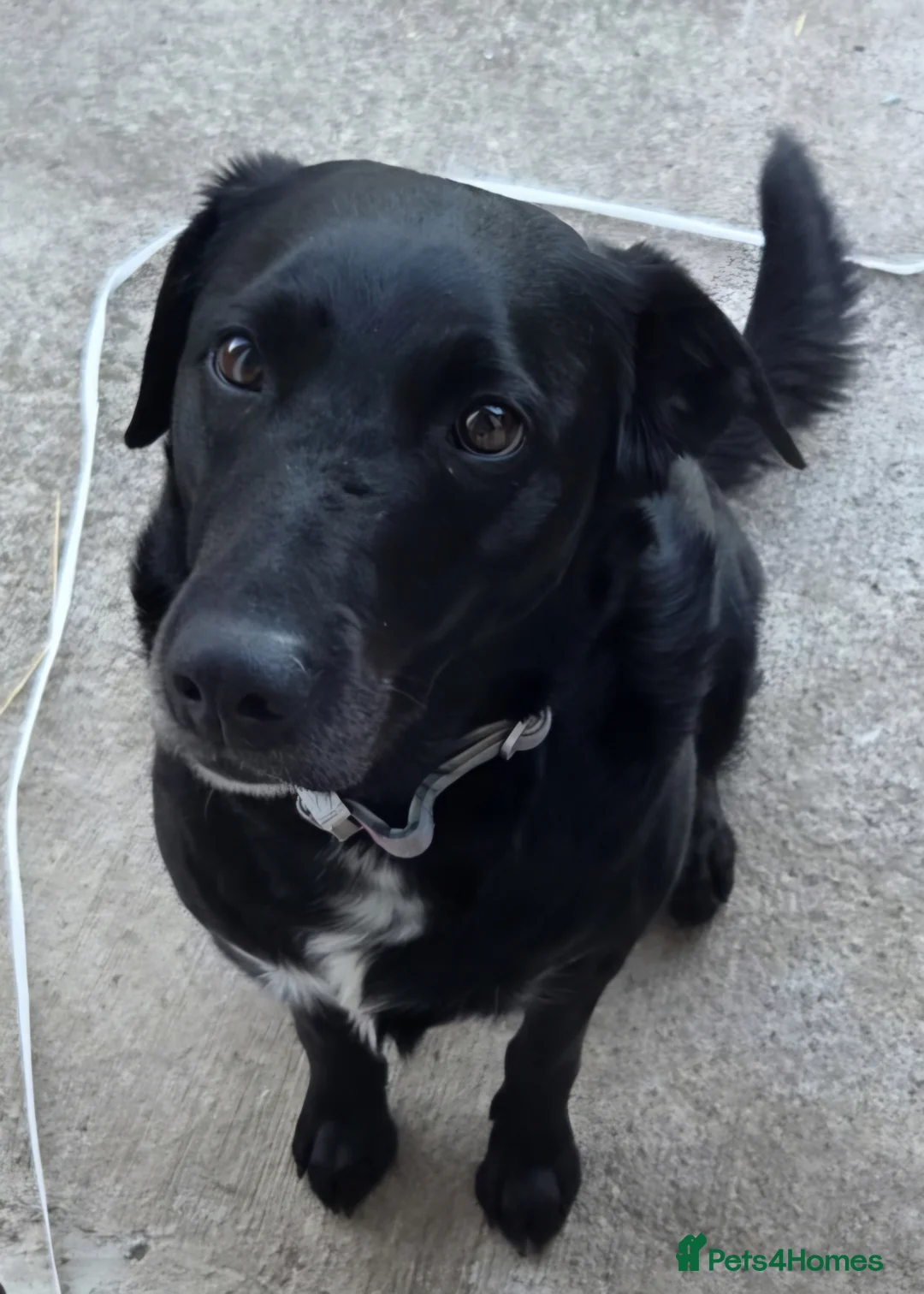 Borador dogs for sale: Labrador x Border collie - Advert 3