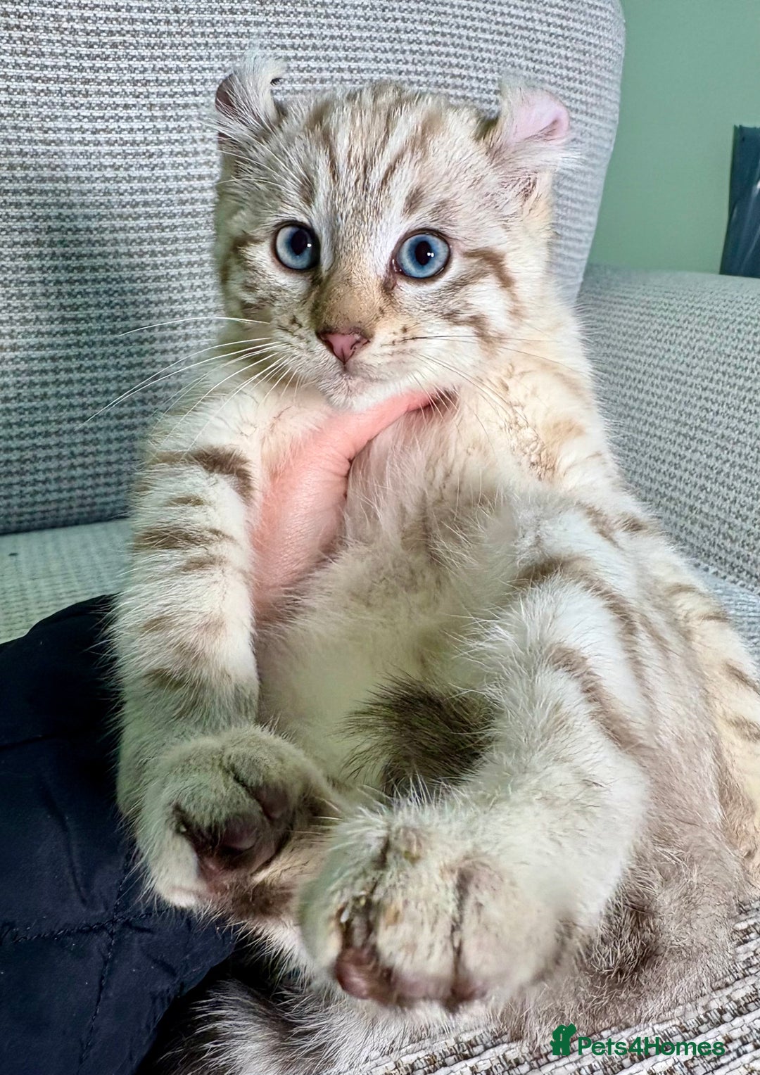 Savannah cats for sale: Superb wild looking snow leopard male  - Advert 17