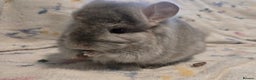 Chinchilla rodents for sale: Gorgeous Tan Royal Persian Angora Poss VC/BDC - Advert 14