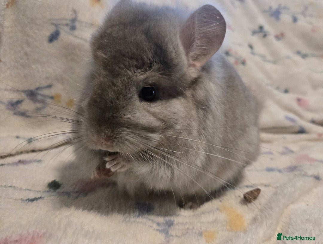 Chinchilla rodents for sale: Gorgeous Tan Royal Persian Angora Poss VC/BDC - Advert 14