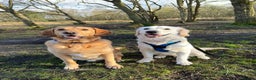 Goldador dogs for stud: Stunning Goldador for Stud in Oswestry - Advert 12