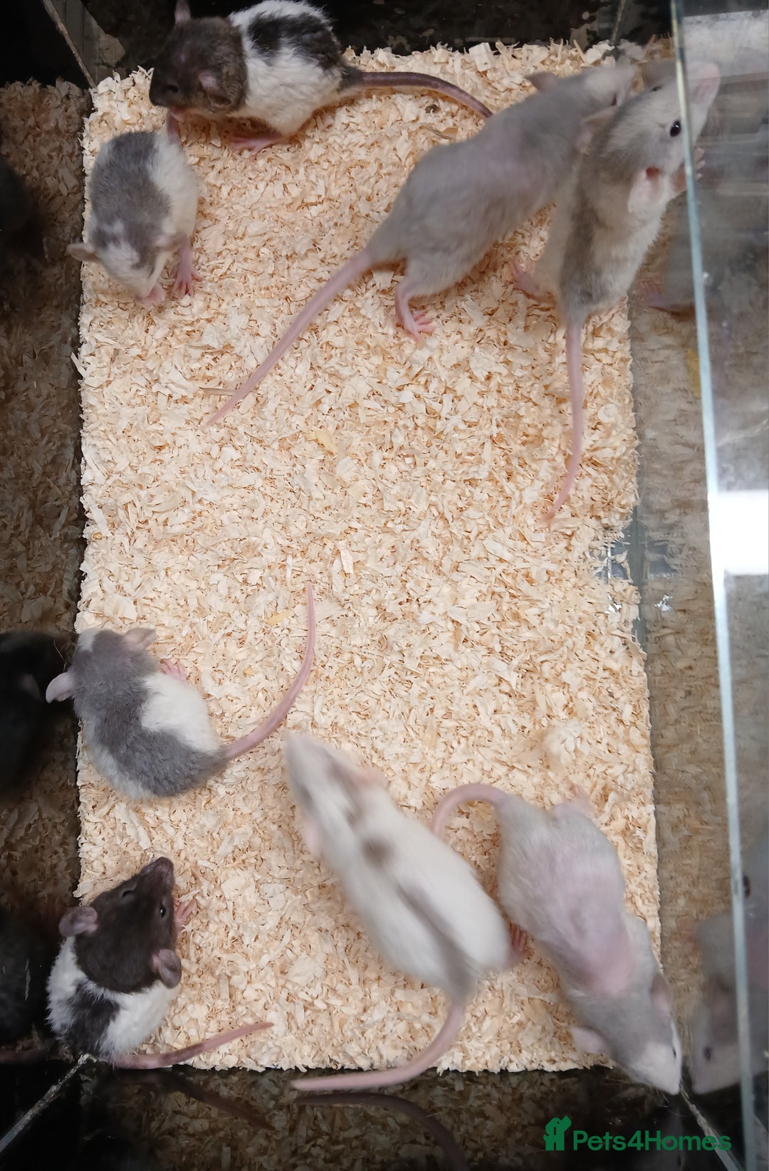 Rat rodents for sale: Baby Dumbo Rats Normal - Rex Furred  - Advert 17