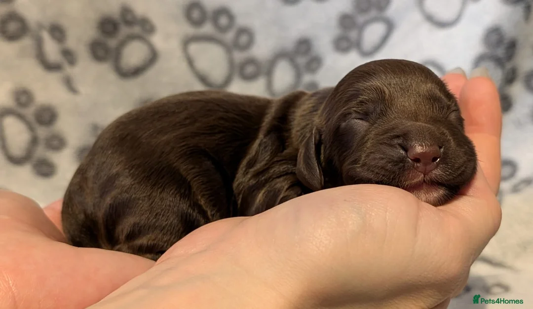 Cocker Spaniel dogs for stud: K C registered - Mr Midnight for Stud in Huddersfield - Advert 12