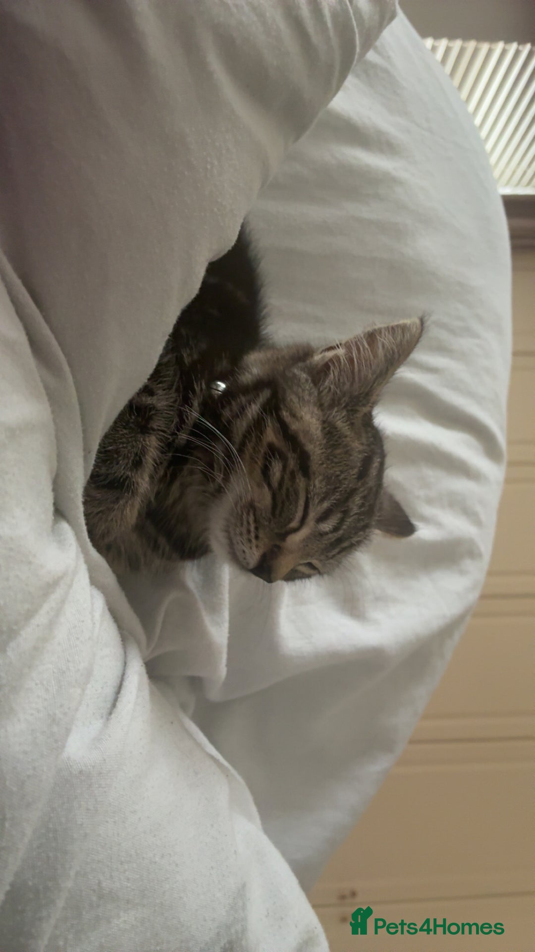 Mixed Breed cats for sale: 3 month kitten - Advert 3