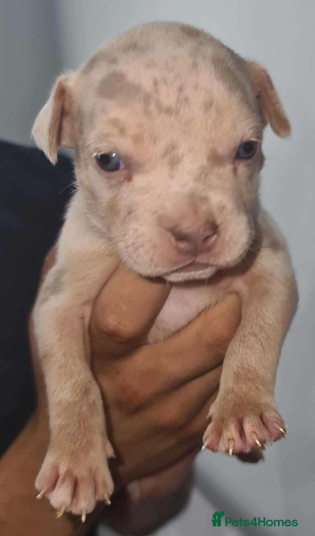 Mixed Breed dogs for sale: Top level Crossbreed pups - Image 8