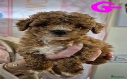 Cockapoo dogs for sale: Cockapoo F1b mini - Image 13