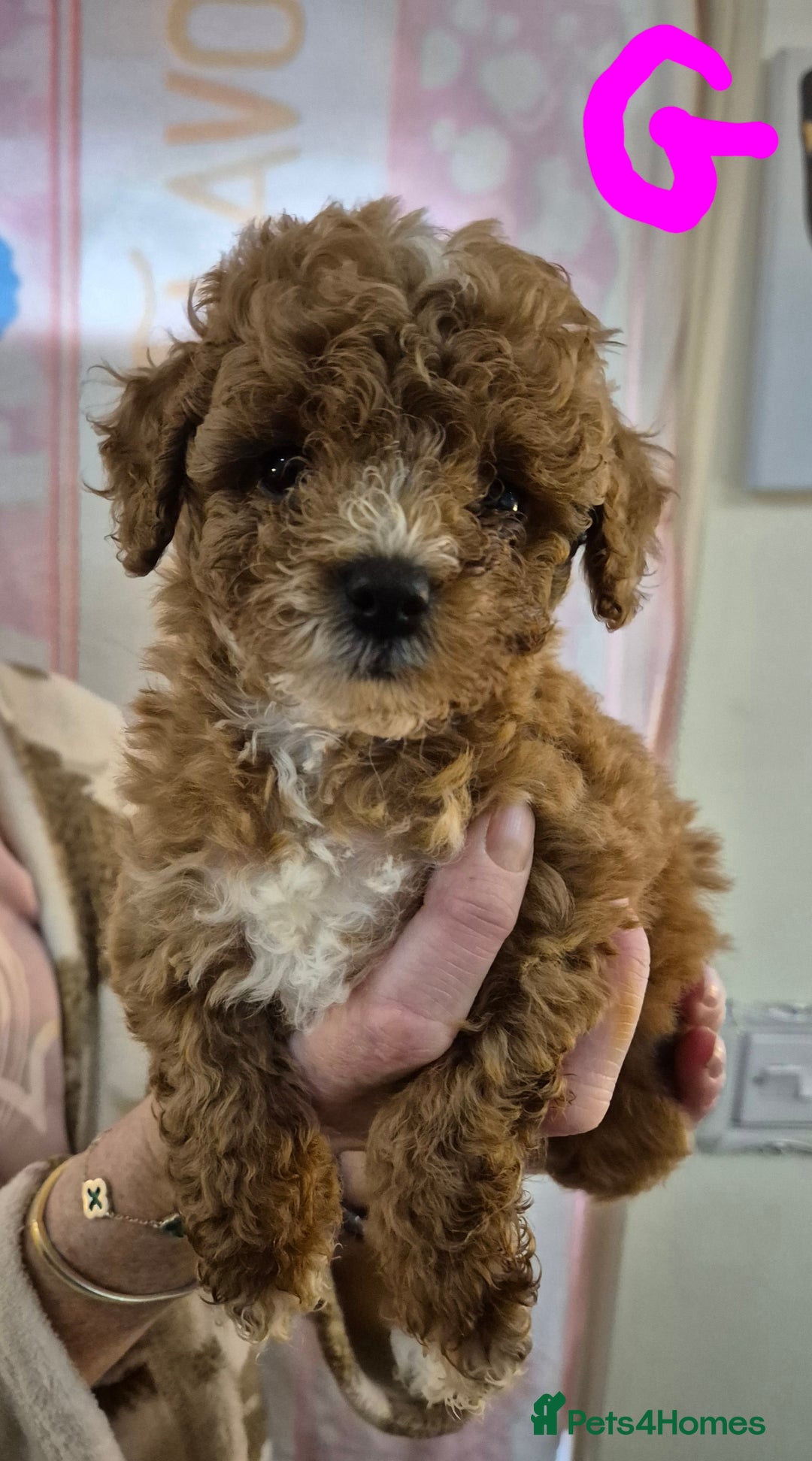 Cockapoo dogs for sale: Cockapoo F1b mini - Image 13