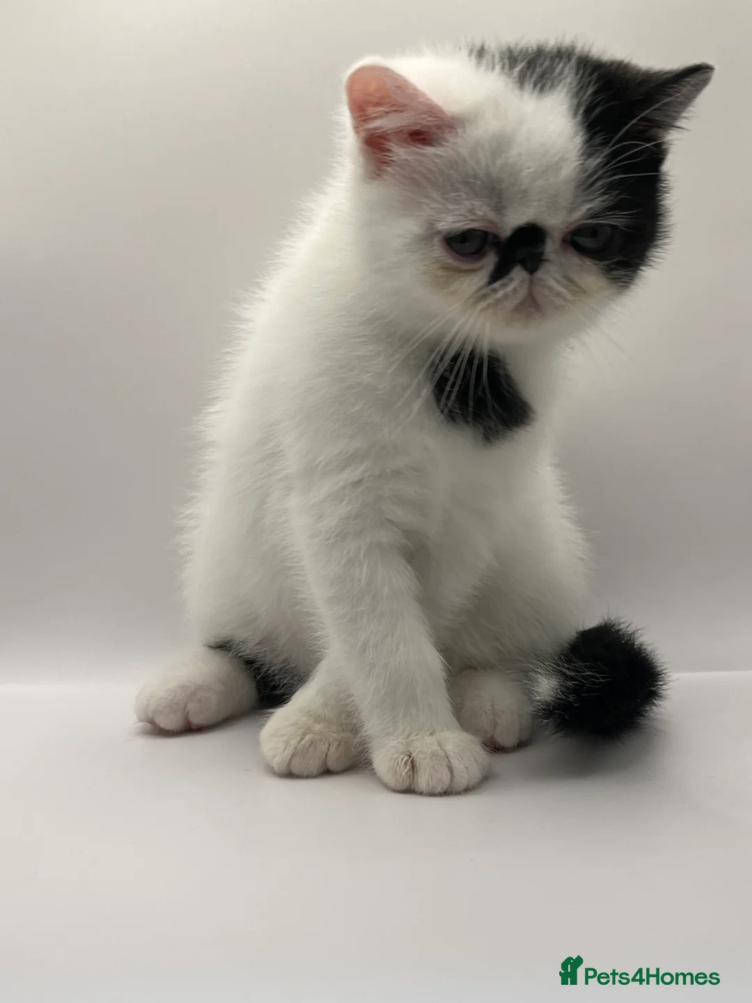 Exotic cats for sale: Exotic kittens  - Advert 6