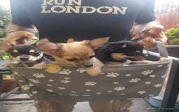 Chihuahua dogs for sale: Adorable Loving hand reared ready now Chihuahuas - Image 13