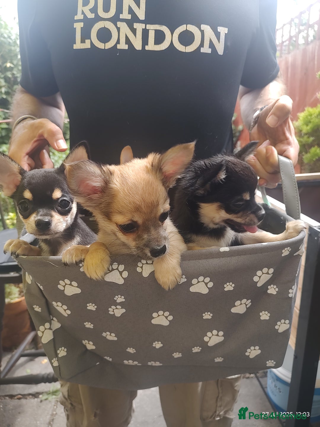 Chihuahua dogs for sale: Adorable Loving hand reared ready now Chihuahuas - Image 13