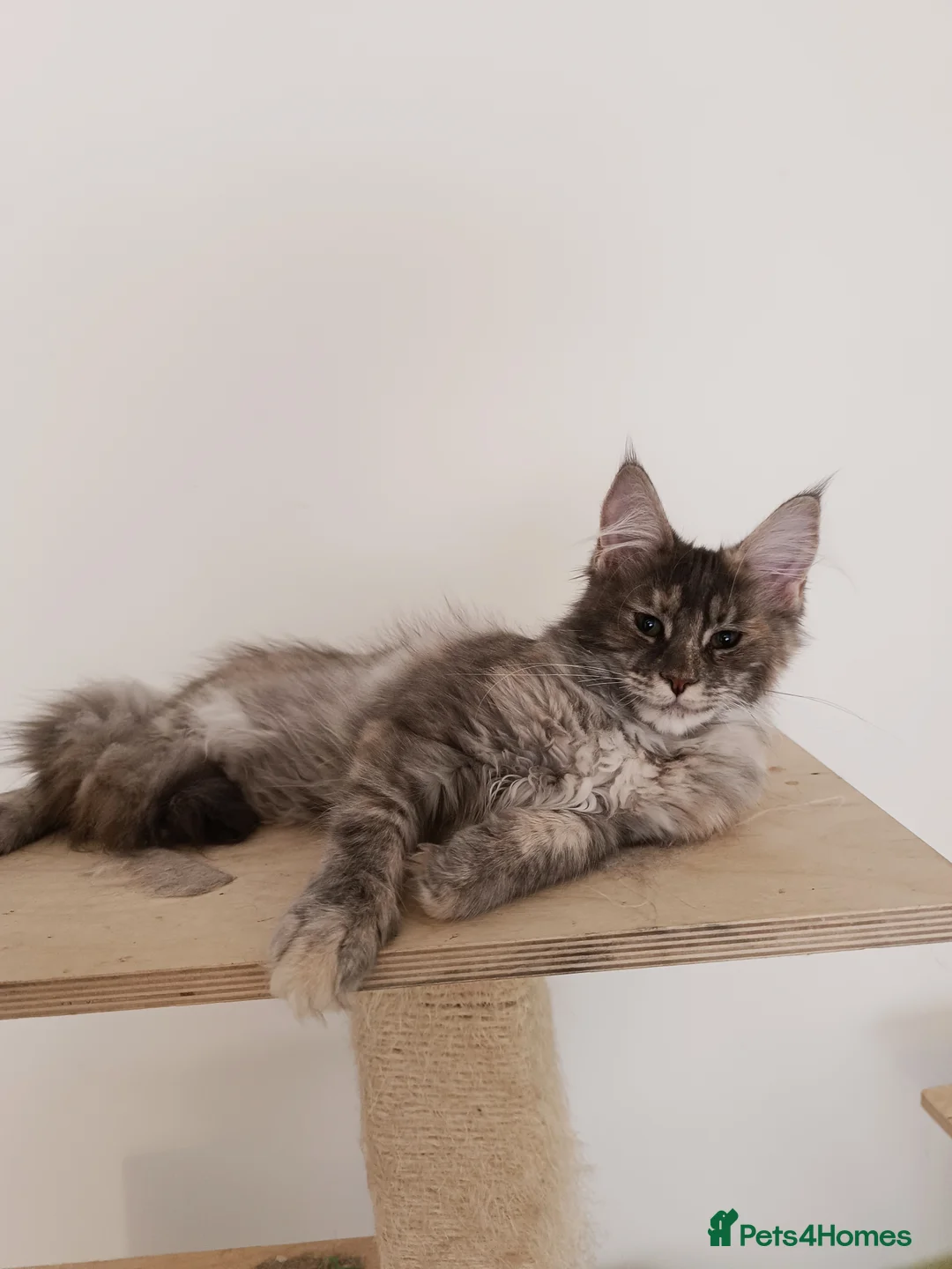 Maine Coon cats for sale: Stunning Female Maine Coon Kitten – Champion Lines - Advert 2