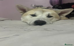 Mixed Breed dogs for sale: Rocket - Image 3