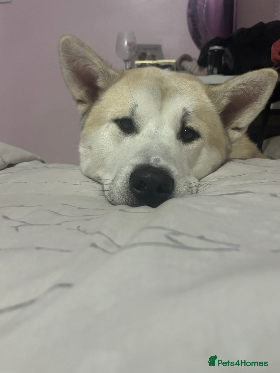 Mixed Breed dogs for sale: Rocket - Image 3