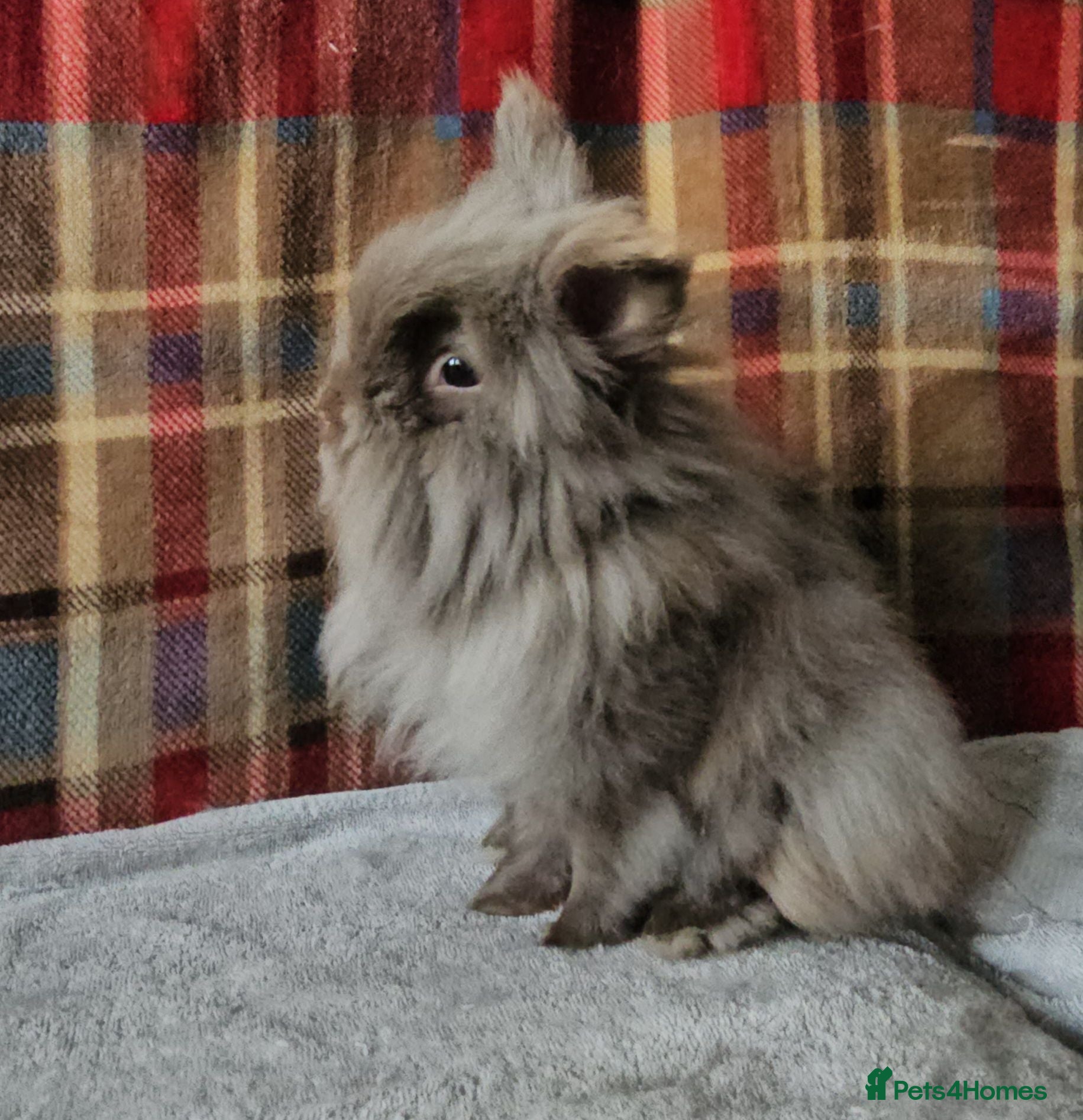 Lionhead rabbits Beautiful double mane lionhead  - Advert 1