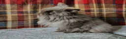 Lionhead rabbits for sale: Beautiful double mane lionhead  - Advert 1