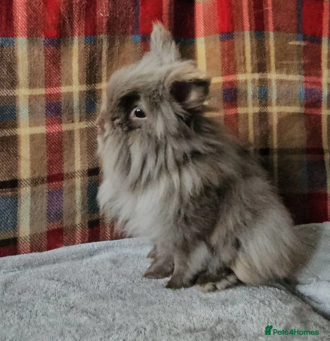 Lionhead rabbits for sale: Beautiful double mane lionhead  - Advert 1