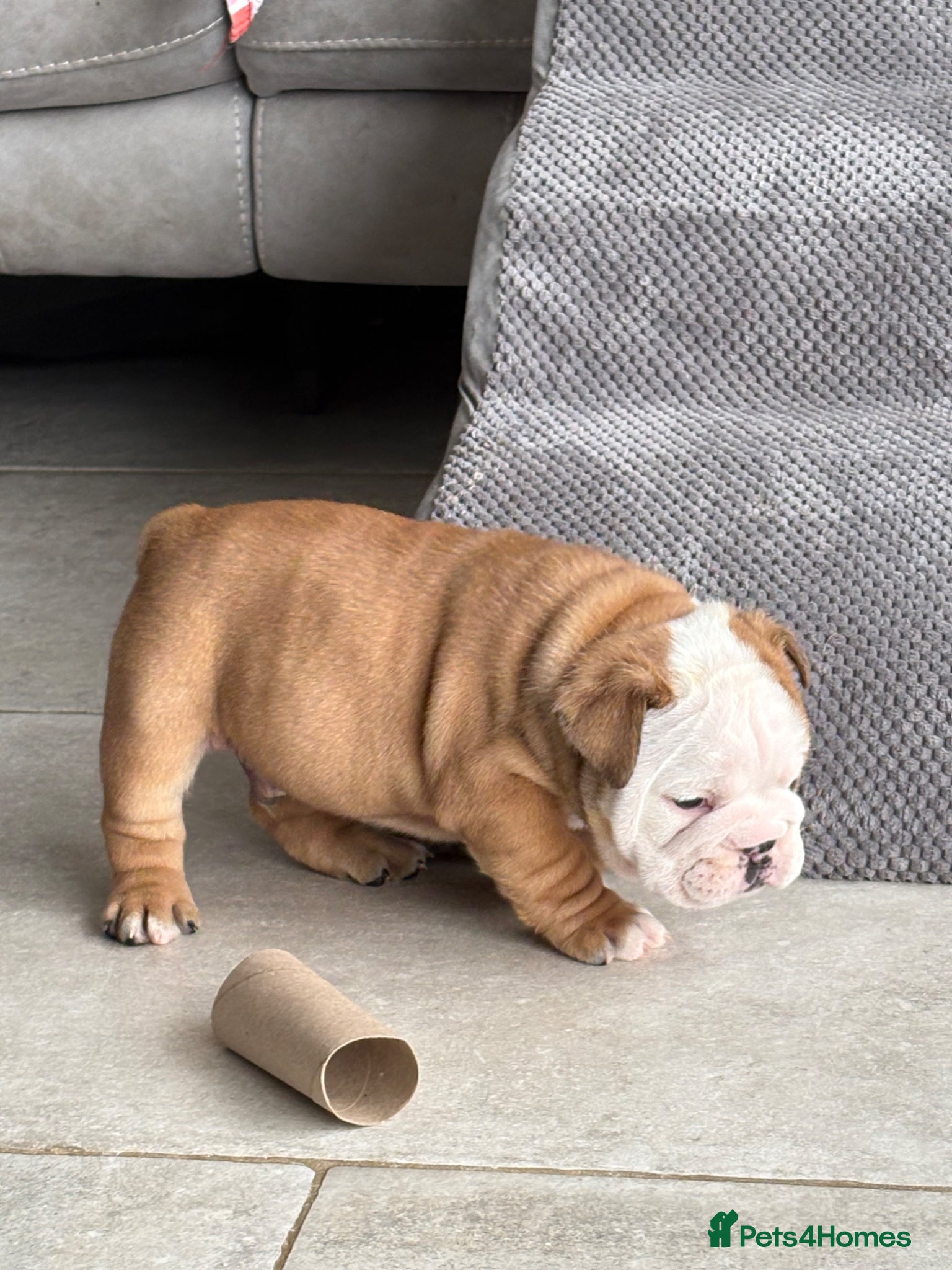 English Bulldog dogs for sale: 🐾KC reg Red & White English Bulldog 🐶 - Advert 33