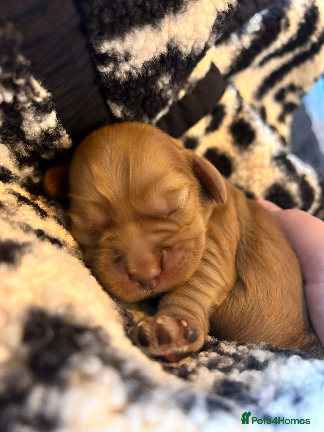 Cocker Spaniel dogs for sale: Working cocker spaniel puppies kc reg  - Advert 2