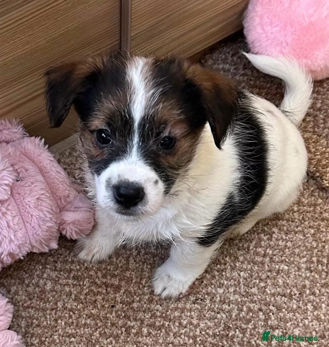 Jack Russell dogs for sale: Traditional short-legged Jack Russell puppy’s!  - Advert 24