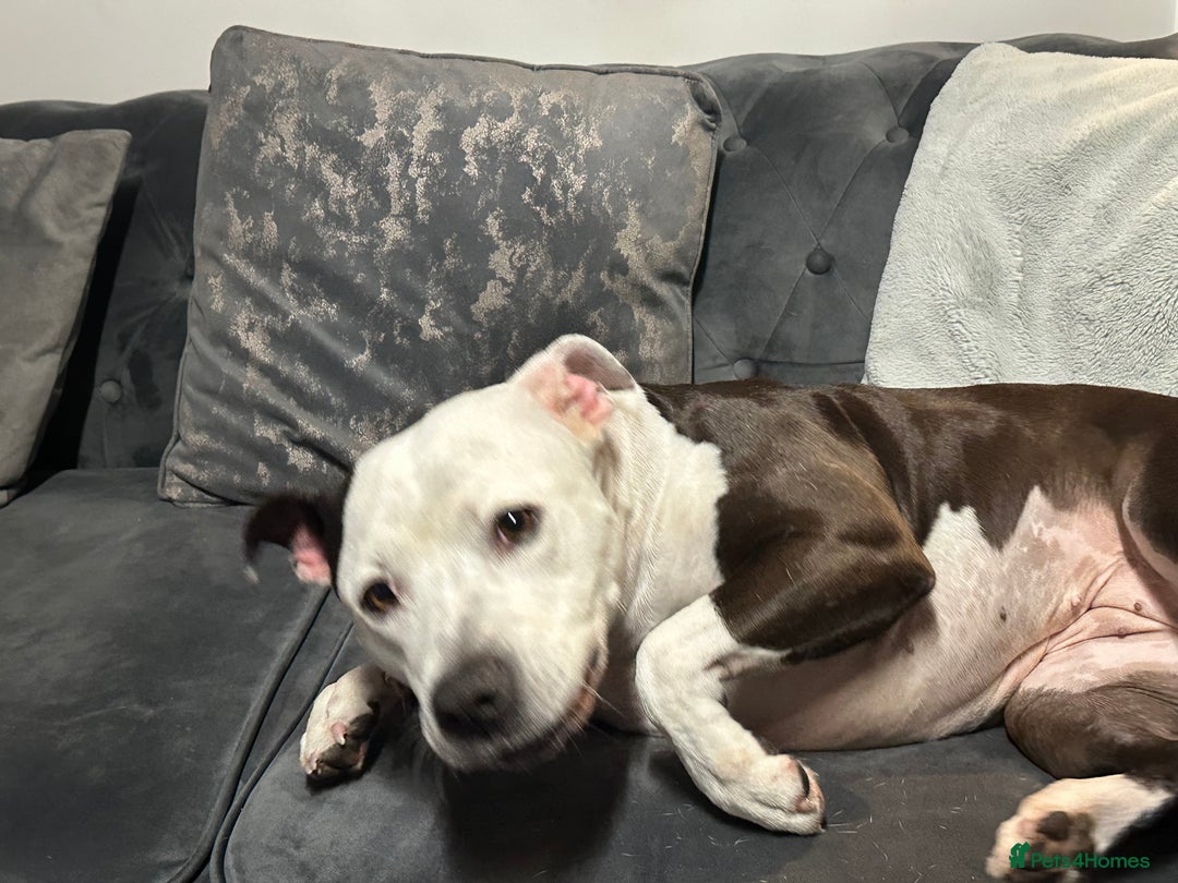 Staffordshire Bull Terrier dogs for sale: Fifi  - Advert 7