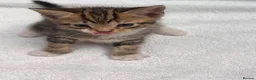 Mixed Breed cats for sale: 5 beautiful kittens ready for forever home  - Advert 1