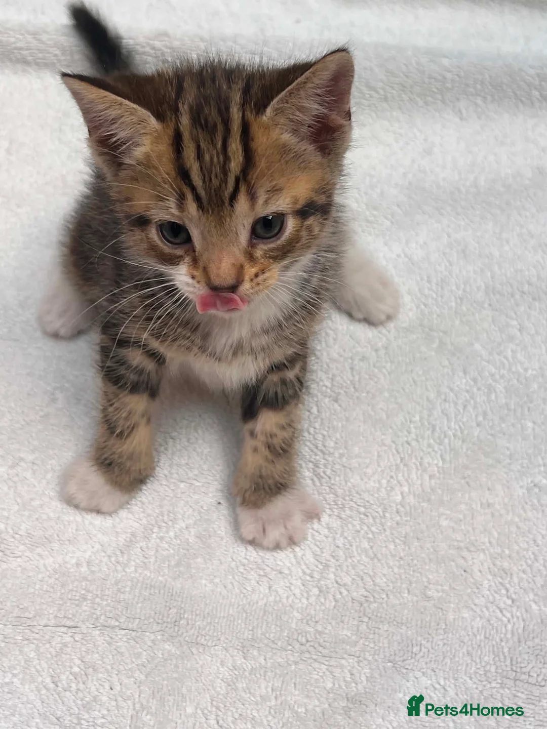 Mixed Breed cats for sale: 5 beautiful kittens ready for forever home  - Advert 1