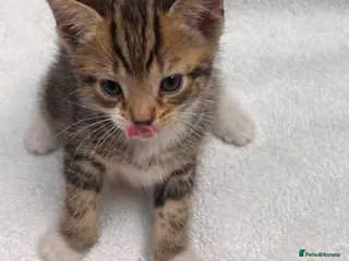 Mixed Breed cats 5 beautiful kittens ready for forever home - Advert 9