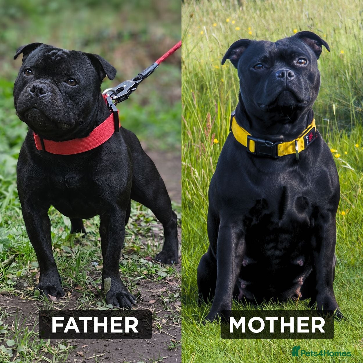 Staffordshire Bull Terrier dogs Blue & Black KC Staffie Puppies - Champ Bloodline - Advert 1