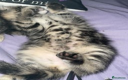 British Shorthair cats for sale: 1 Females kitten  - Advert 7