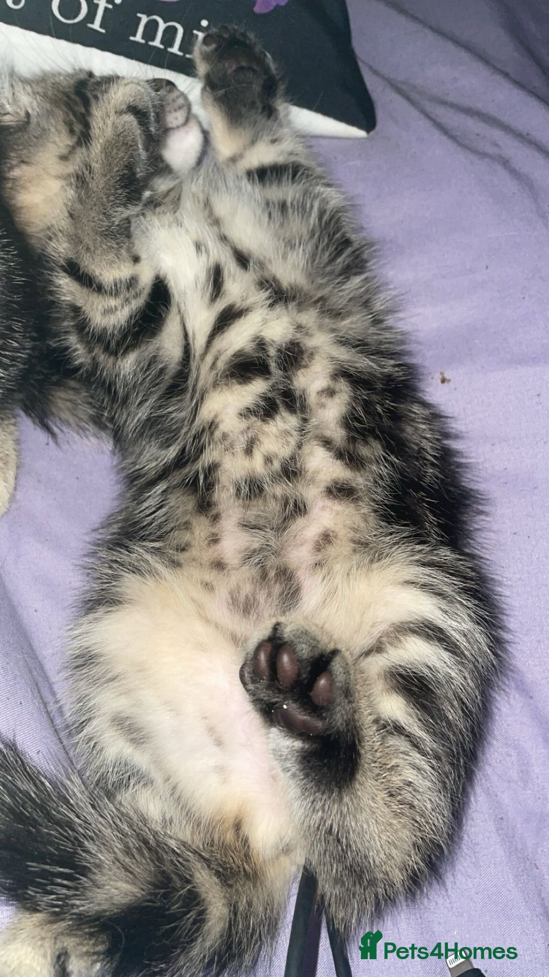 British Shorthair cats for sale: 1 Females kitten  - Advert 7