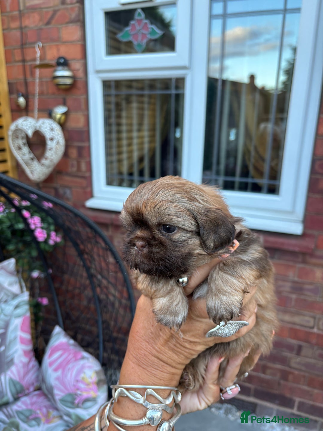Shih Tzu dogs for sale: Shihtzu imperial  - Image 15