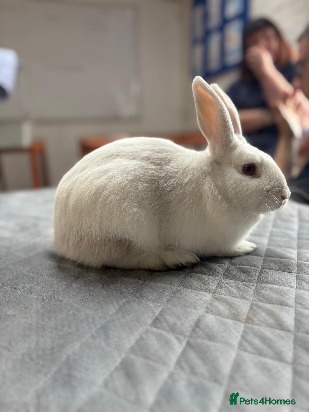 Mixed Breed rabbits Lovely mixed breed male rabbit for sale - Advert 1