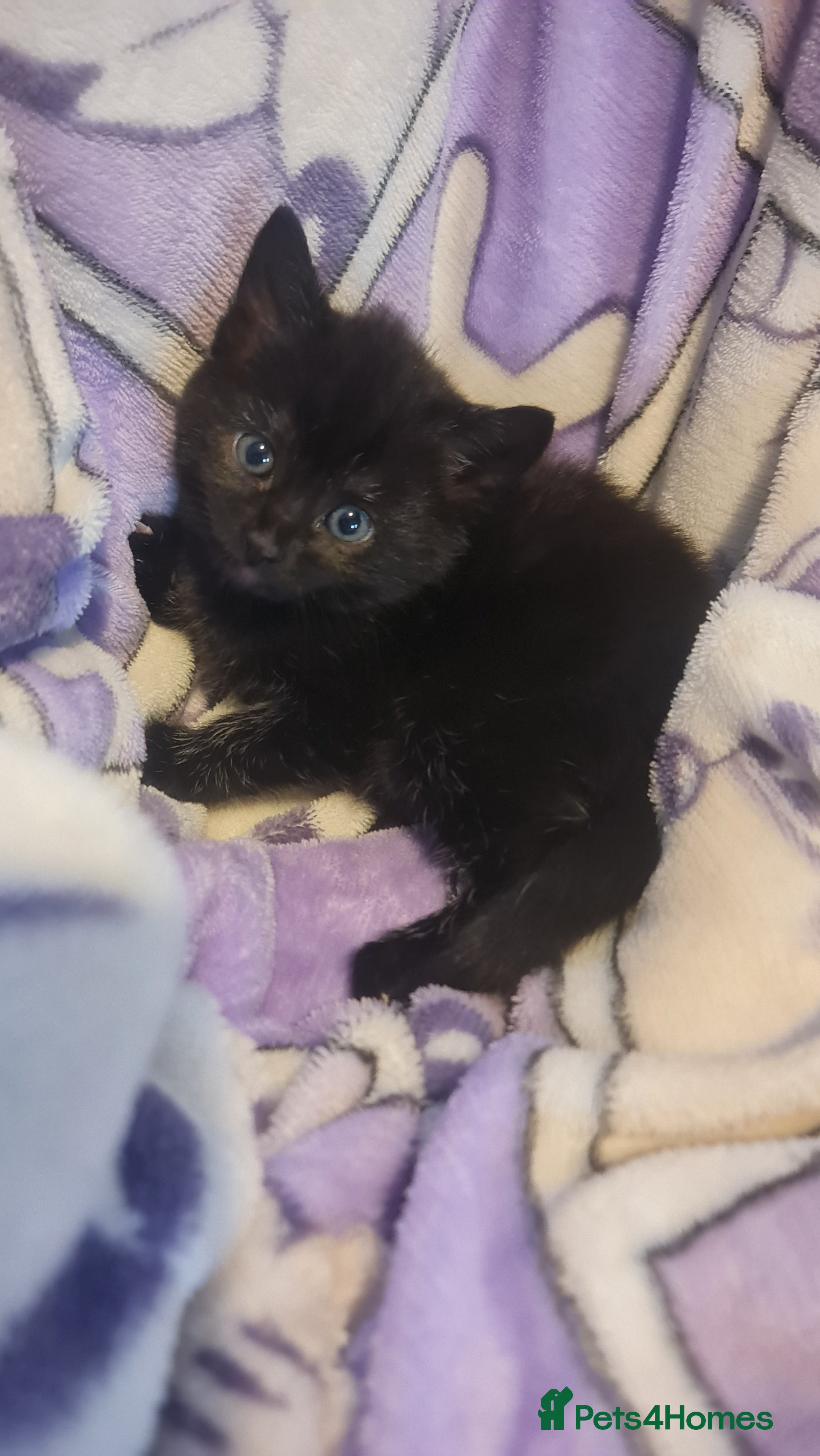 Mixed Breed cats Kittens  - Advert 1