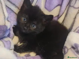 Mixed Breed cats Kittens - Advert 1