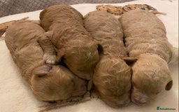 Cavapoo dogs for sale: Gorgeous Teddybear Cavapoo Puppies health checked  - Advert 15