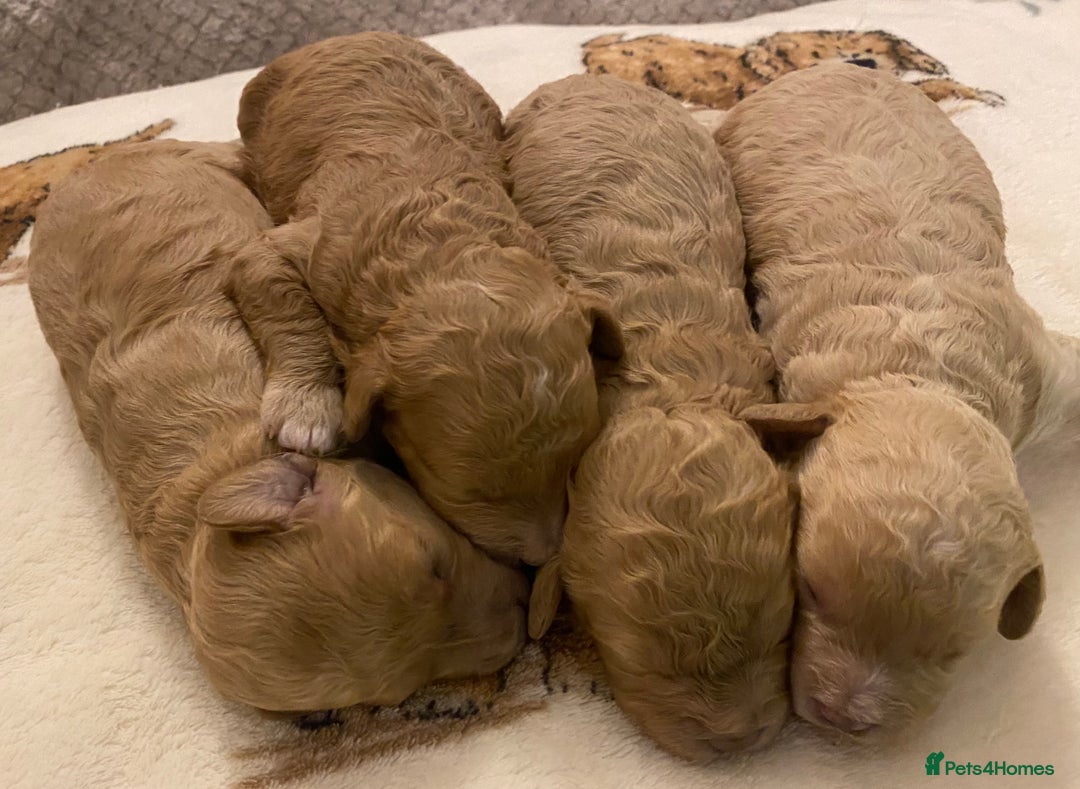 Cavapoo dogs for sale: Gorgeous Teddybear Cavapoo Puppies health checked  - Advert 15