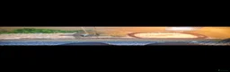Corn Snake reptiles for sale: 2 female egg laying corn snakes  in Maidstone - Advert 5