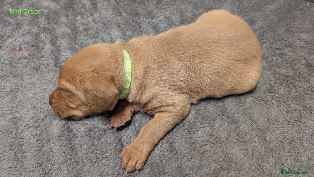 Labrador Retriever dogs for sale: Gorgeous Yellow Labrador Puppies - Image 25