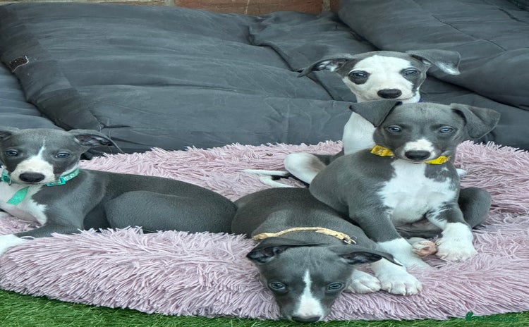 Whippet dogs - Advert 2