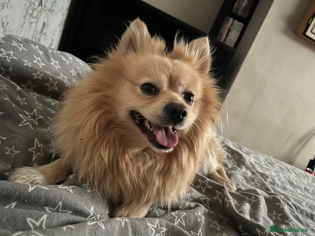 Pomeranian dogs for sale: Pomeranian 4 years old  - Image 2